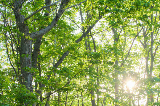 夕日が差し込む新緑の雑木林 Setting sun shining through a fresh green mixed forest