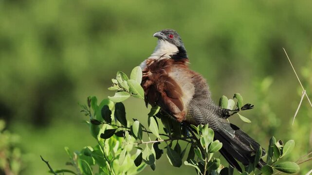Portrait of a Senegal coucal in natural habitat, detailed close-up of exotic wild bird with rich plumage, resting calmly in warm African light, showcasing striking features in serene wildlife setting