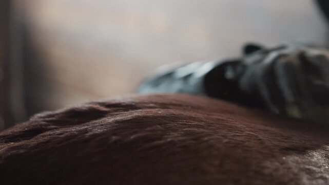 Brushing chestnut horse gently. Calm scene of gentle horse care. Horse being groomed softly in warm barn ambiance. Tranquil moment with horse being carefully brushed in cozy stable