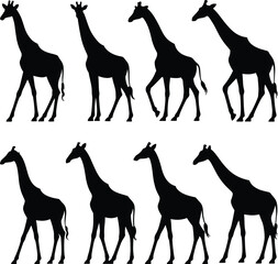 Giraffe silhouette pose collection set, wild safari animal vector illustration isolated black design elements bundle © Al