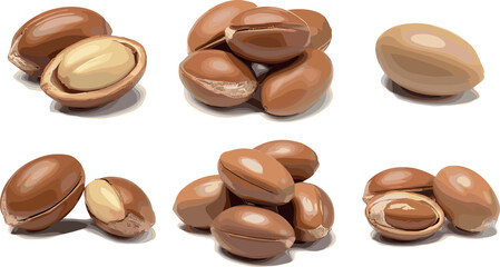 Fototapeta premium Argan Nuts and Seeds Collection with Cracked Shells Isolated Vector Illustration for Organic Cosmetic and Healthy Food Design