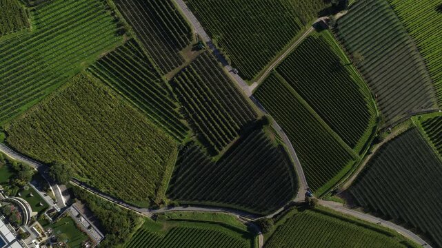 Aerial top down view of vineyard fields with winding roads