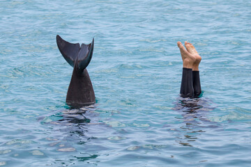 Delfin und Mensch auf Tauchgang © Bittner KAUFBILD.de