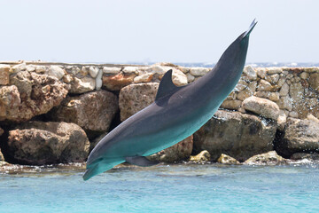 Delfin im Meer macht Luftsprung © Bittner KAUFBILD.de