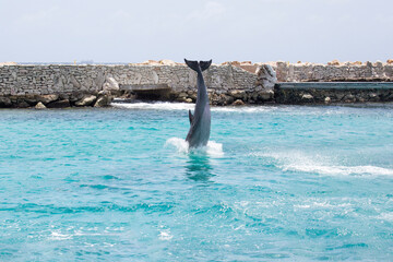 Delfin im Meer macht Luftsprung © Bittner KAUFBILD.de