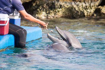 Delfin wird gefüttert © Bittner KAUFBILD.de