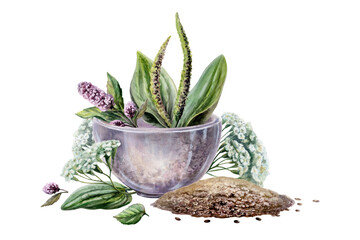 Plantain, yarrow, mint and dill seeds in mortar watercolor. Botanical illustration for digestive system medicine packaging, stomach health wellness tea branding, gastrological remedy design © AnKa