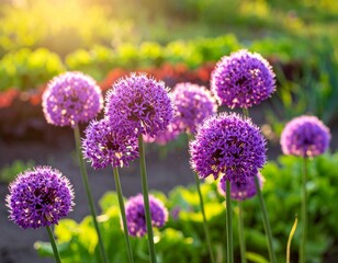 Obraz premium Purple globe flowers in sunlit garden