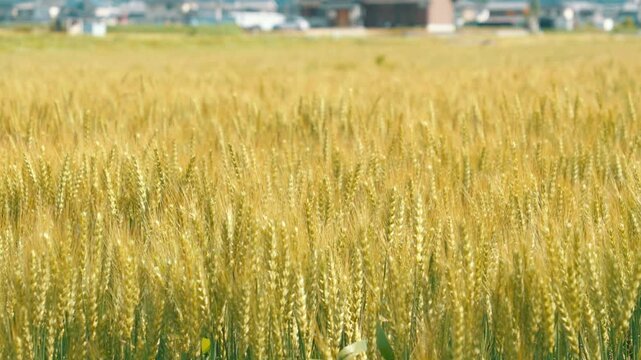 Golden Wheat Field Swaying in the Early Summer Breeze in a Peaceful Rural Landscape