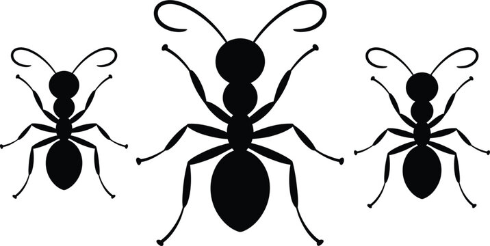 Black ant icons, insect silhouettes, vector illustrations, bug graphics