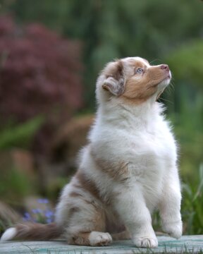 Red merle Australian Shepherd puppy sitting outdoors in garden, cute fluffy dog portrait