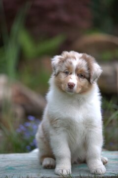 Red merle Australian Shepherd puppy sitting outdoors in garden, cute fluffy dog portrait