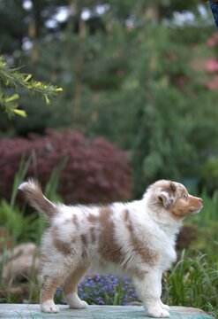 Red merle Australian Shepherd puppy sitting outdoors in garden, cute fluffy dog portrait