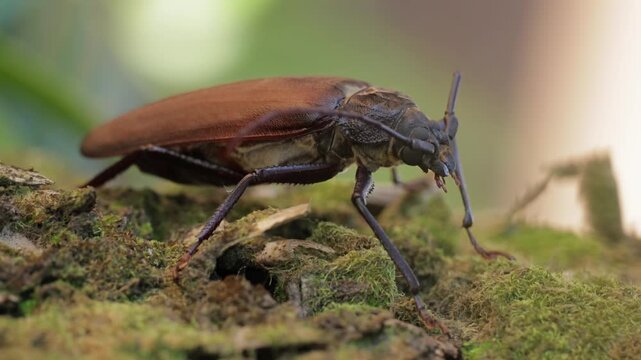 Extreme macro close-up of a longhorn beetle in natural forest habitat, detailed view of wild insect with long antennae and textured exoskeleton, resting on bark in soft natural light