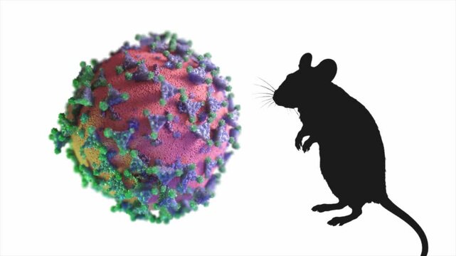 Conceptual animation showing a laboratory mouse silhouette looking at a coronavirus particle, representing scientific research for vaccine and drug development, isolated on a white background