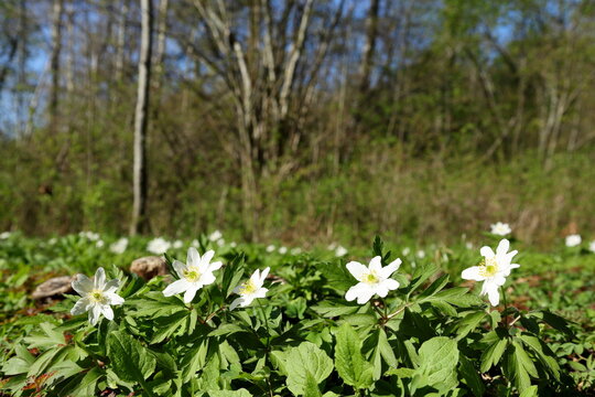 Row of white flowers called wood anemone or vitsippa in Swedish. Very common in Sweden.