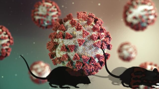 Rats carrying a zoonotic disease like coronavirus, representing a scientific experiment or a public health risk for a potential new pandemic transmitted by rodents through a pathogen