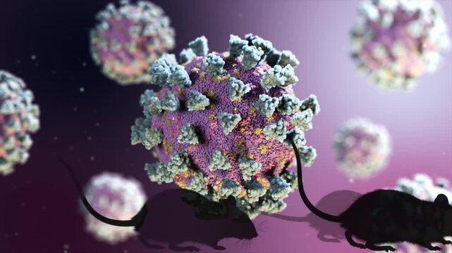 Coronavirus spreading through animal transmission, with silhouettes of rats carrying the disease, representing a potential pandemic risk and zoonotic spillover from rodents to humans