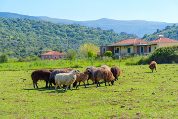 Naklejka premium Flock of Sheep Grazing in Scenic Green Pasture Near Petra, Greece