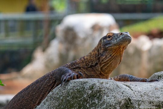 Komodo dragon (Varanus komodoensis), an endemic reptile species from Indonesia.