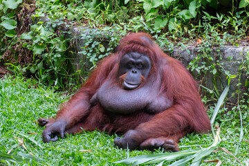A Bornean orangutan sitting calmly on green grass in a zoo during daytime, relaxed animal behavior in a controlled environment. © YG PhotoArtWorks