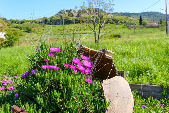 Vibrant ice plant flowers in broken terracotta pots, Petra, Greece.