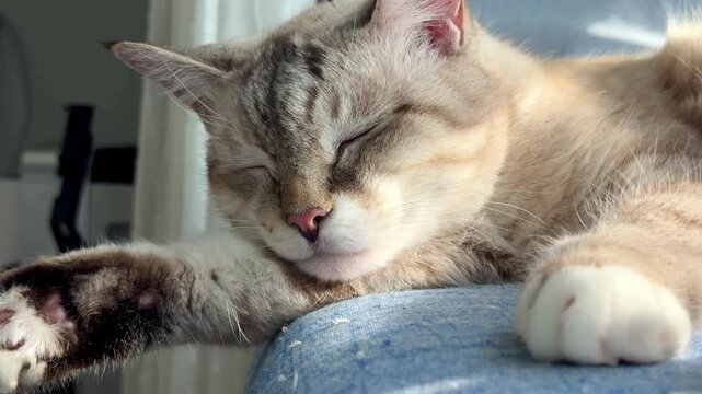 Cute domestic ojos azules cat sleeping peacefully on blue sofa cushion close up. Fluffy tabby kitten resting at cozy home interior, funny paws stretching. Lovely pet veterinary concept background.