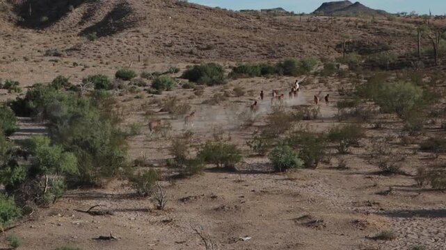 Band Of Wild Horses Moving Through A Desert Valley In Arizona With Dust Flying 