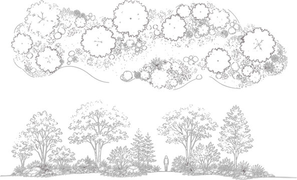 Landscape Tree Elevation and Plan View Vector Set with Garden Shrubs, Top View Canopies and Architectural Planting Line Art