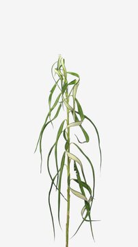 Time lapse of drying Willow (sallows or osiers) branch leaves isolated on white background, vertical orientation