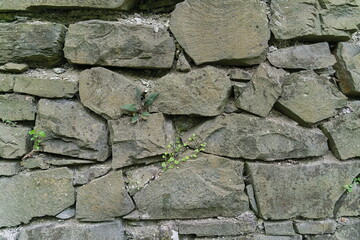 Fototapeta premium Close-up of Weathered Natural Stone Wall with Small Green Plants Growing in Crevices
