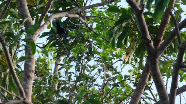 Palawan Fairy-bluebird (Irena tweeddalii) Vocalizing from Perch, Philippines
