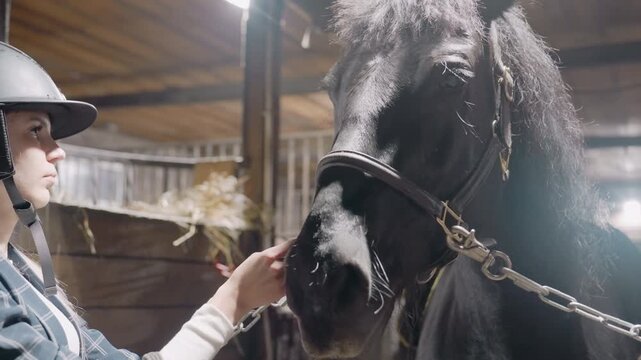 White woman grooming black horse. Helmeted student gently fits halter and soothes muzzle in rustic barn stall, soft morning light, closeup hands, tactile mane care, slow trustbuilding during tandem
