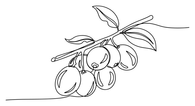 Olive branch with fresh olives and leaves in continuous line art style