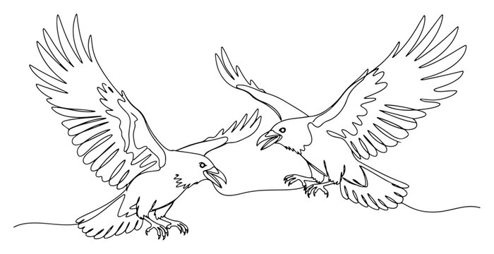 Two ravens flying and interacting in mid-air in minimalist continuous line art style