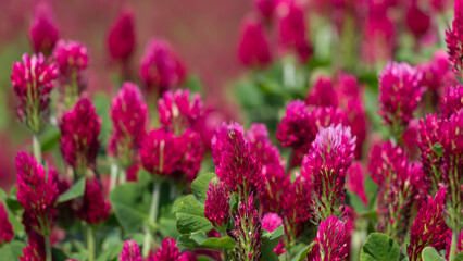 Fototapeta premium Vivid Pink Clover Flowers Blooming in a Lush Green Meadow