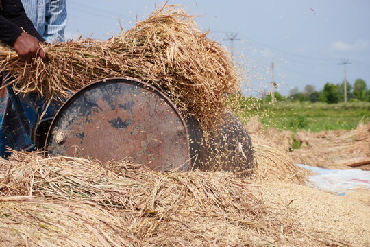 Farmer Handling Straw near Traditional Threshing Machine