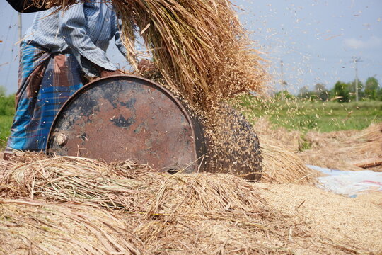 Farmer Threshing Grain with Mechanical Drum