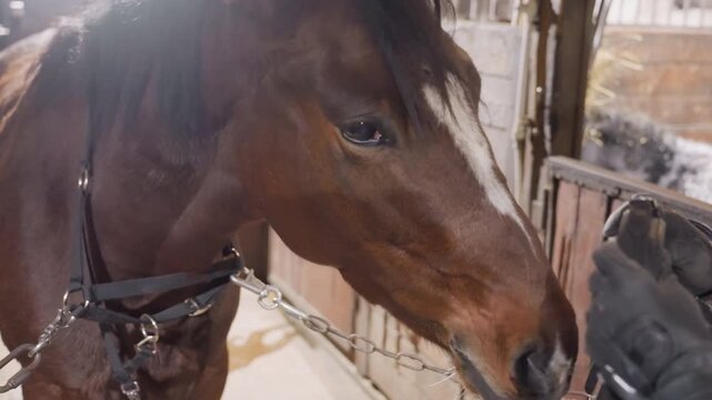 Helmeted rider fastening bridle harness closeup, intimate stable scene with hands adjusting buckles and chains, horse responds calmly, detailed tack inspection, careful guidance and quiet bonding
