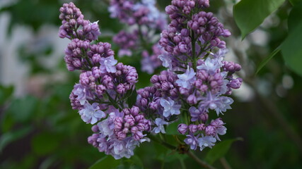 Obraz premium Pink Spirea Blossom Cluster Near Foliage, Compact Spray Of Tiny Flowers Along Arching Twig, Pastel Palette