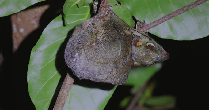 Baby Sunda flying lemur clinging to tree branch among green leaves at night. Rare wildlife observation and tropical biodiversity documentation.
