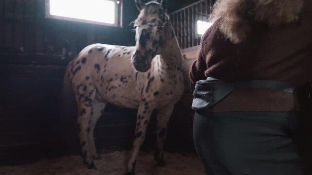 Person grooming spotted horse in stable, quiet barn light, handson tandem lesson focusing on trust and halter adjustment, rustic wood stalls and winter clothing creating warm intimate atmosphere