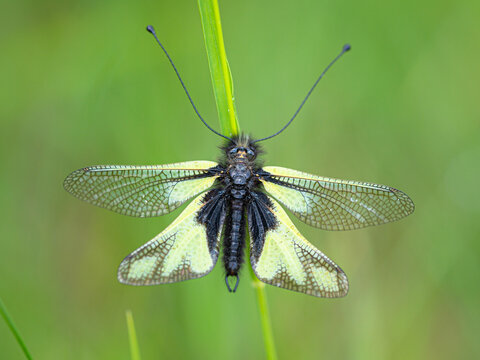 Libelloides coccajus