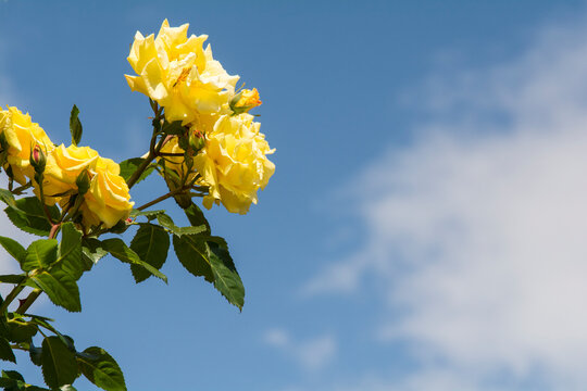 Gelbe Rosen