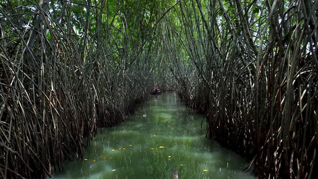 Boat journey through mangroves Vakala serene tropical backwater landscape with lush green mangroves, Boats glide across the expansive water under a clear blue sky, Kerala Backwaters