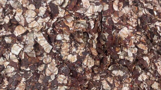 organic Tamarind (imli/chintha pandu) sale in the market
