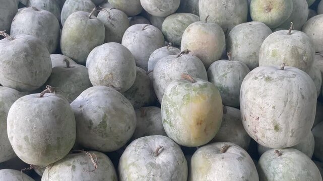Fresh Ash Gourd Pile at Market Organic Vegetable Harvest Display