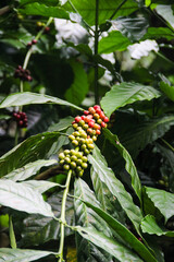 Fototapeta premium Clusters of red and green coffee cherries hanging on branches among green leaves