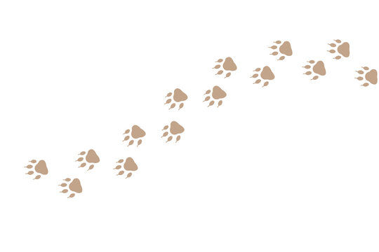 Paw print of dog isolated on transparent background. cat paw print. cat walk foot print. Paw print of dog PNG paw 