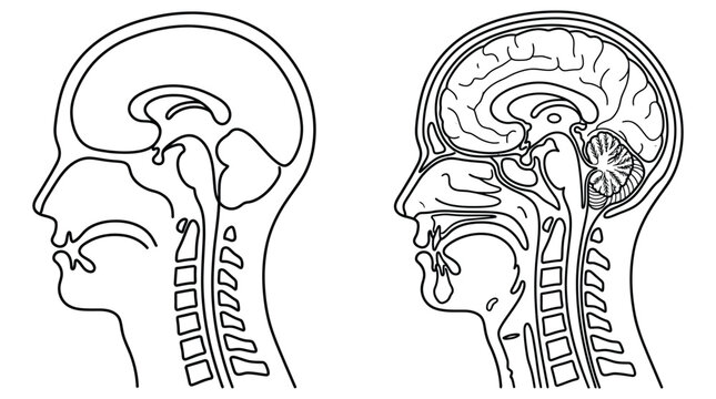 Human head anatomy illustration side view with and without brain